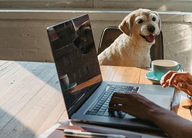 Costa Rica strengthens regulation on pet-friendly businesses