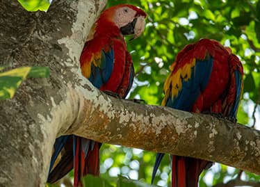 Most Frequent Q & A about Costa Rica’s Law for attracting Investors, Annuitants (Rentistas), and Pensioners (Law 9996), and the Renewal of your DIMEX.